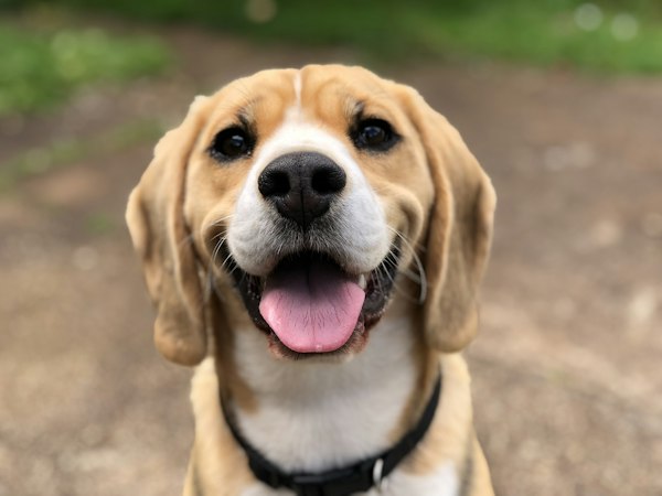 Pet Insurance